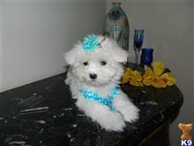 maltese puppy posted by Elegant Babies